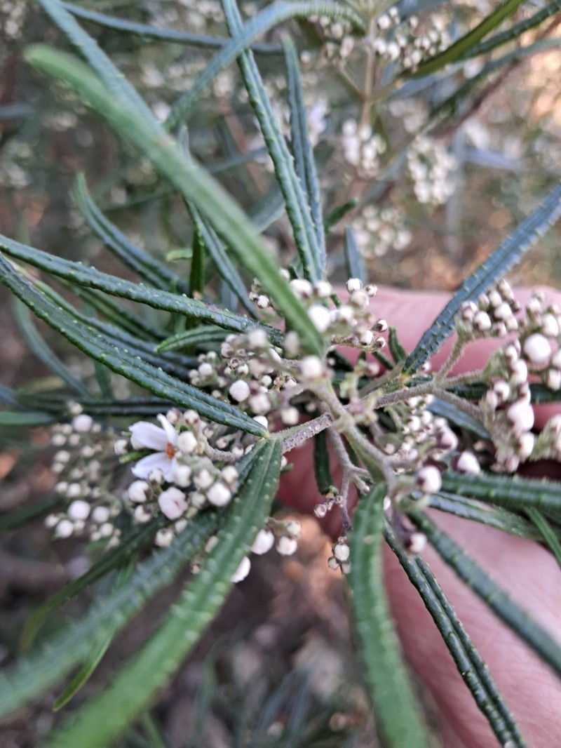 Zieria nubicola photo 3