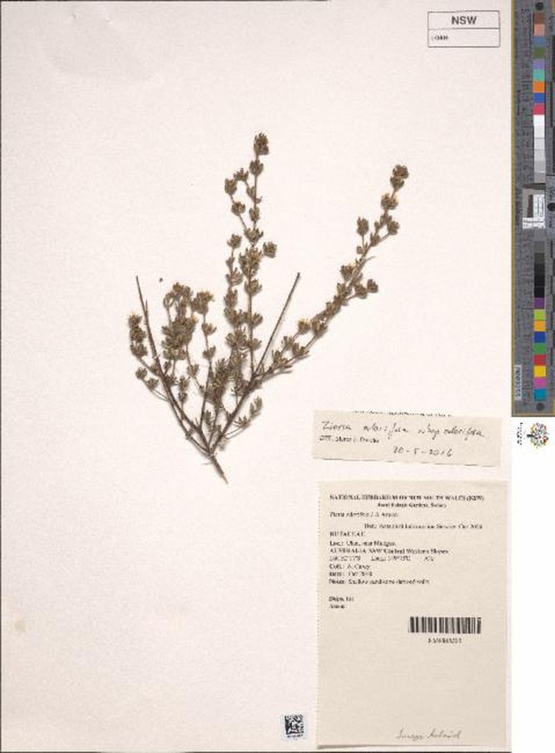 Zieria odorifera subsp. odorifera
