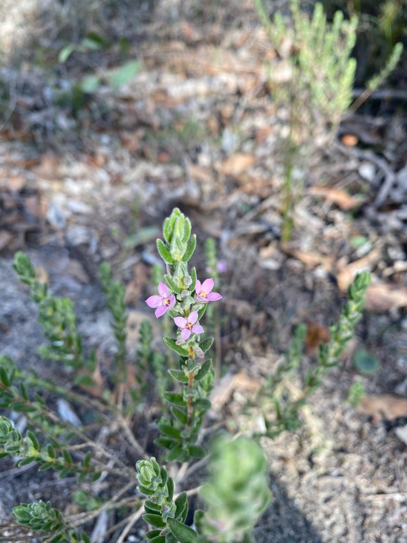 Zieria veronicea subsp. veronicea