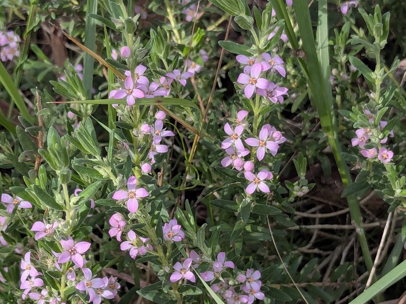 Zieria veronicea subsp. veronicea photo 2