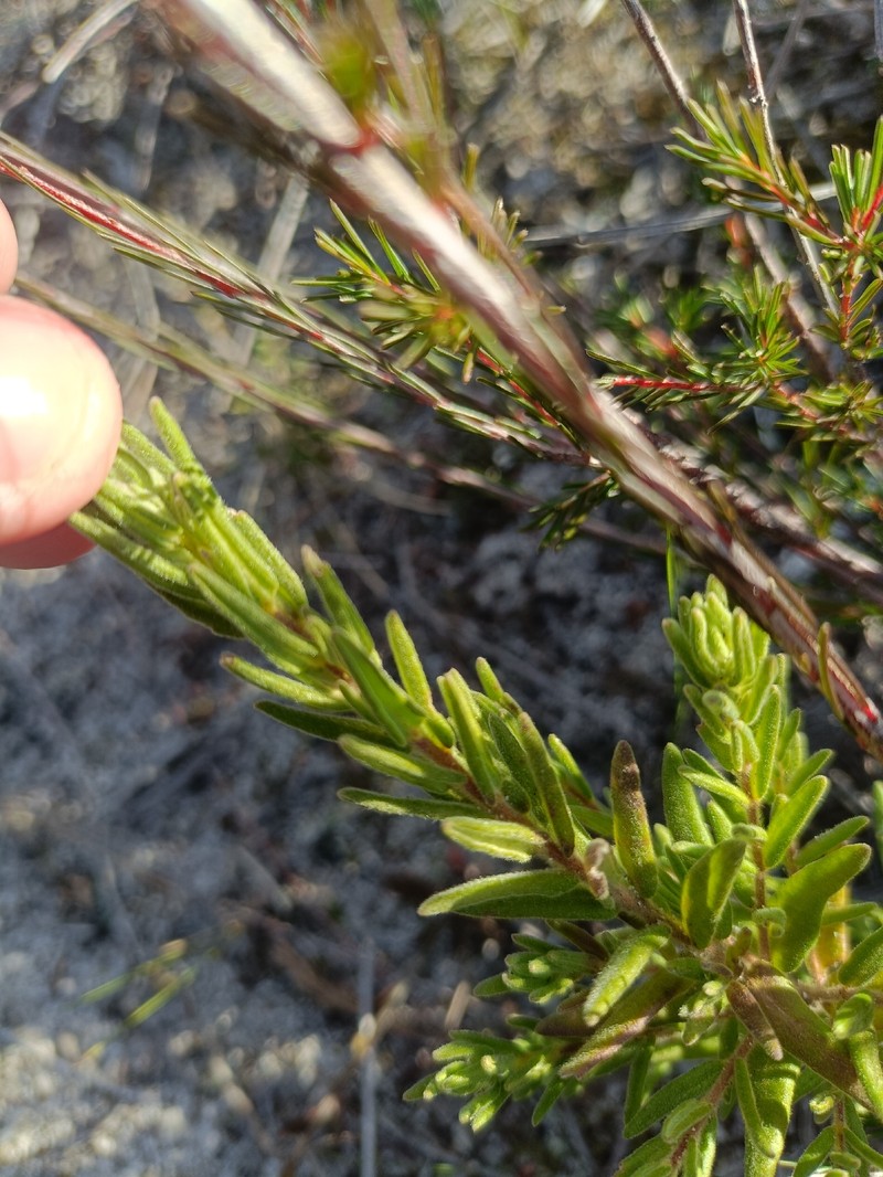 Zieria veronicea subsp. veronicea photo 3