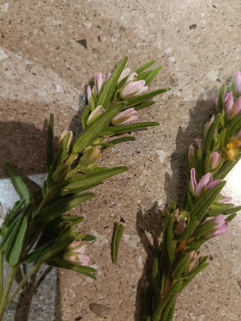 Zieria veronicea subsp. veronicea photo 4