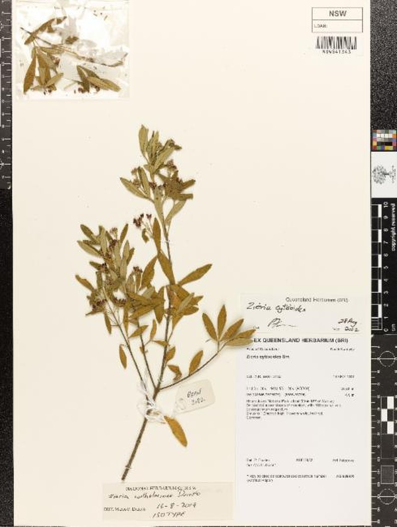 Zieria wilhelminae