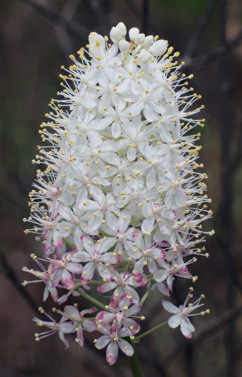 Osceola's Plume photo 3