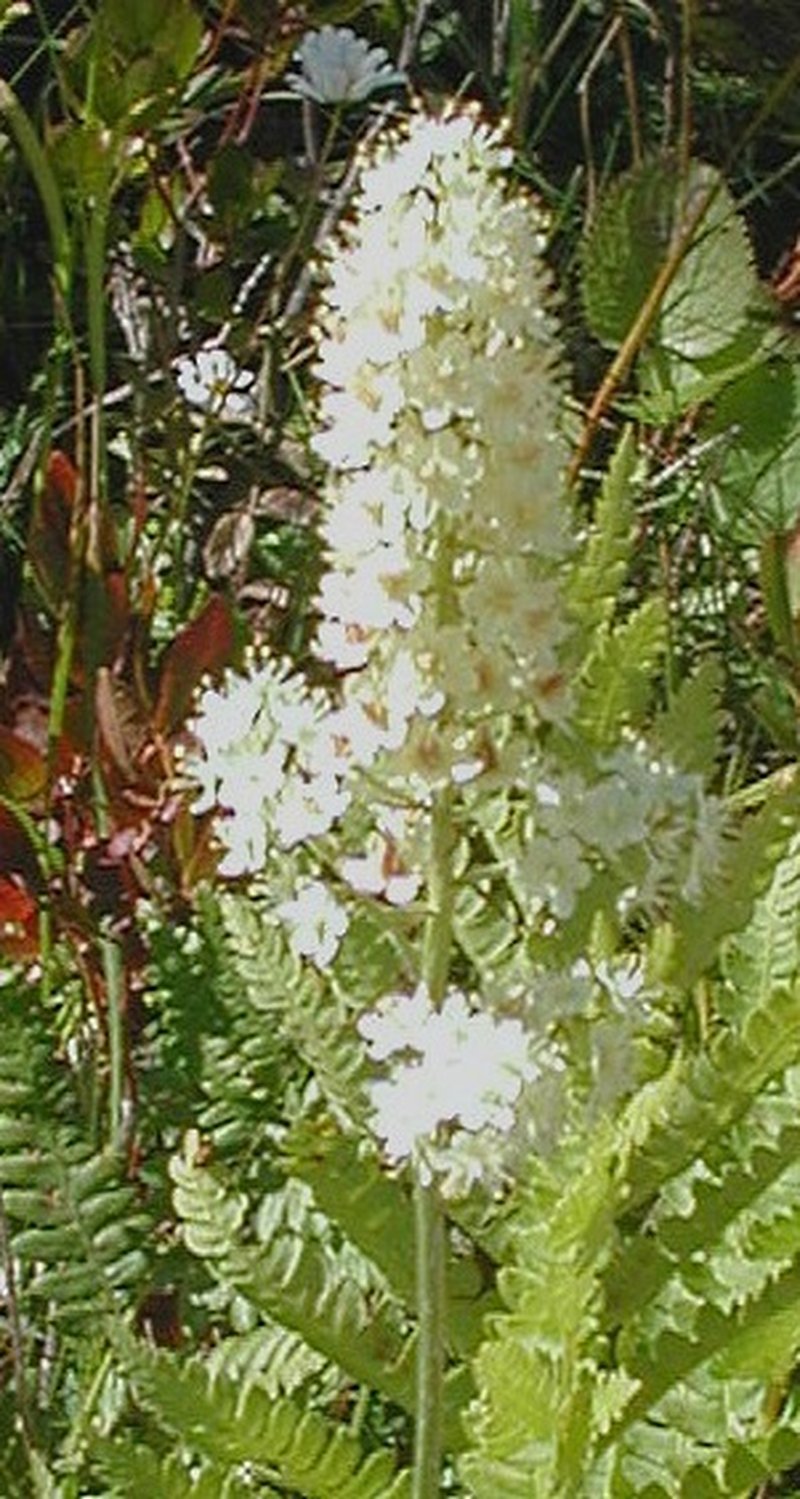 Osceola's Plume