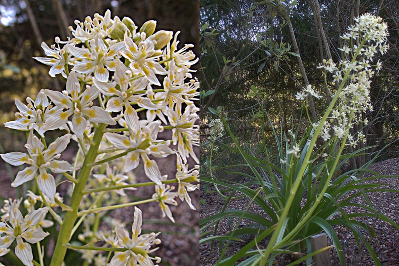 Giant Deathcamas photo 3