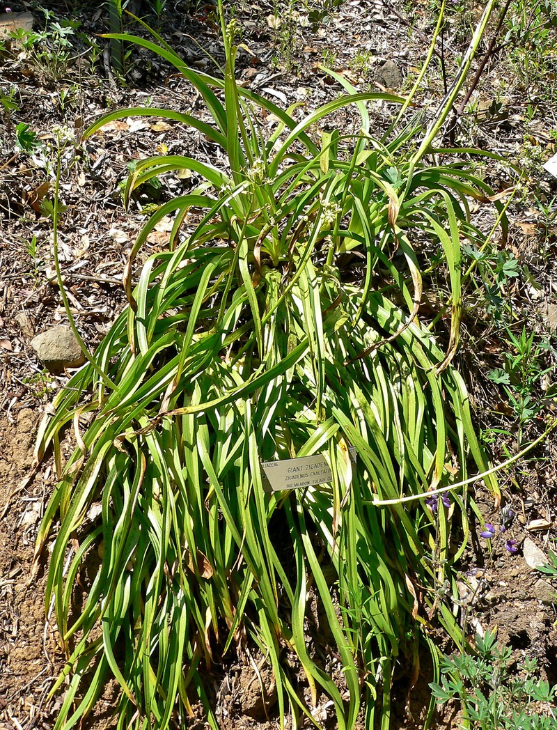 Giant Deathcamas photo 2