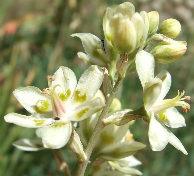 Mountain Deathcamas photo 2