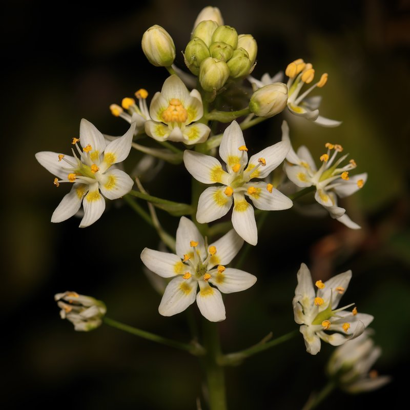 Fremont's Deathcamas