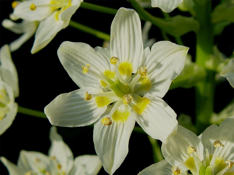 Fremont's Deathcamas photo 4