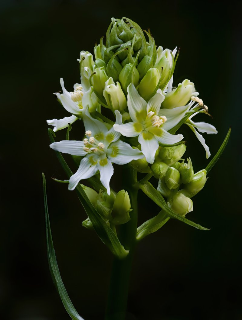 Fremont's Deathcamas photo 5