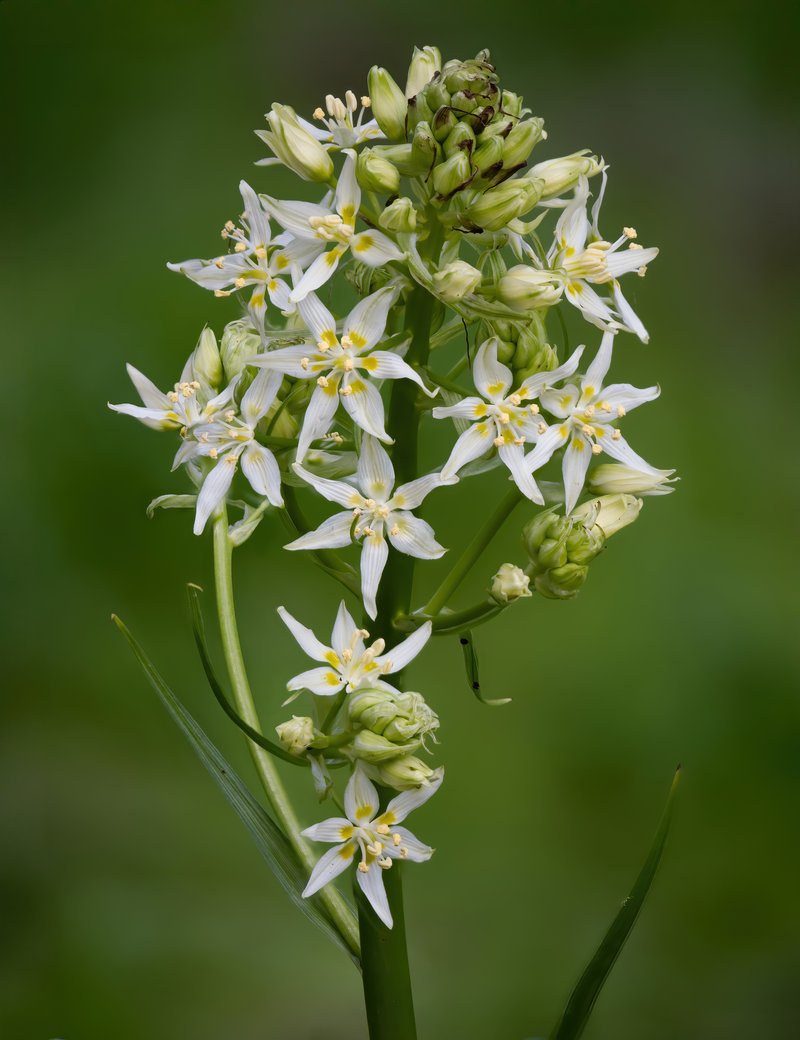 Fremont's Deathcamas photo 6