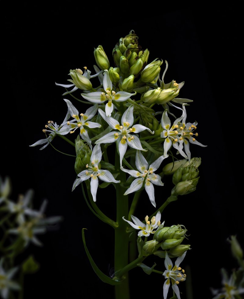 Fremont's Deathcamas photo 7