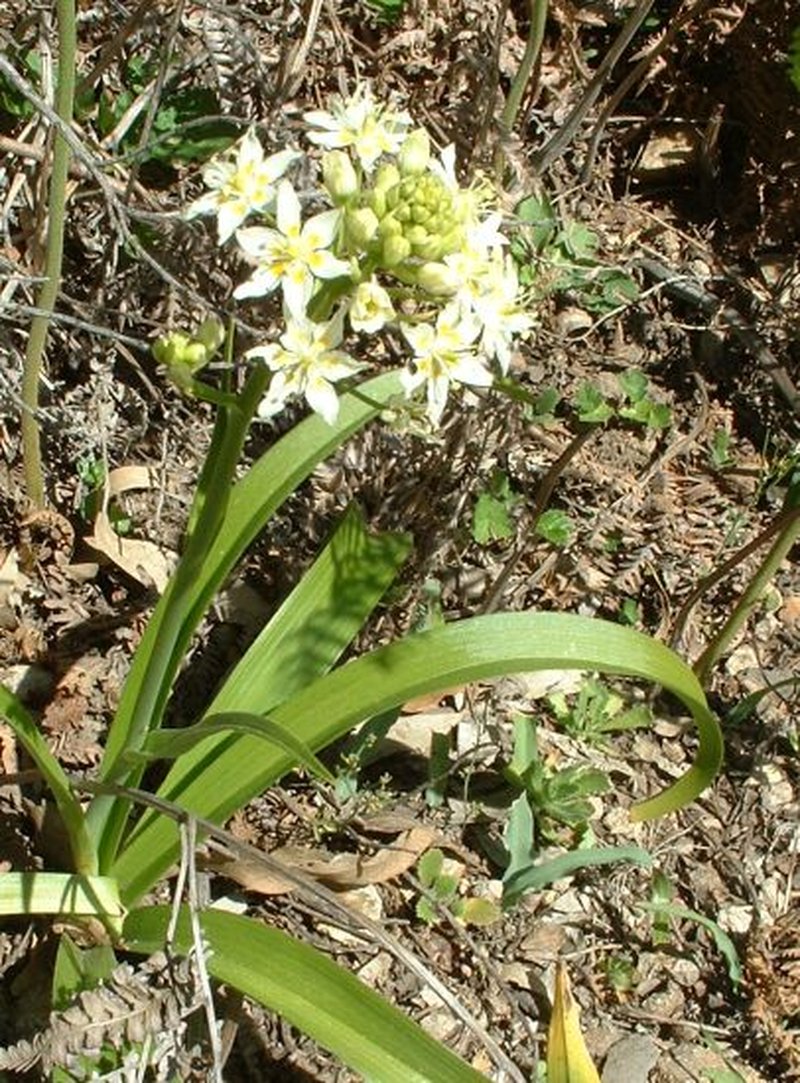 Fremont's Deathcamas photo 8
