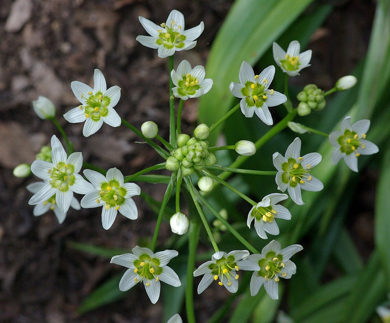 Fremont's Deathcamas photo 2