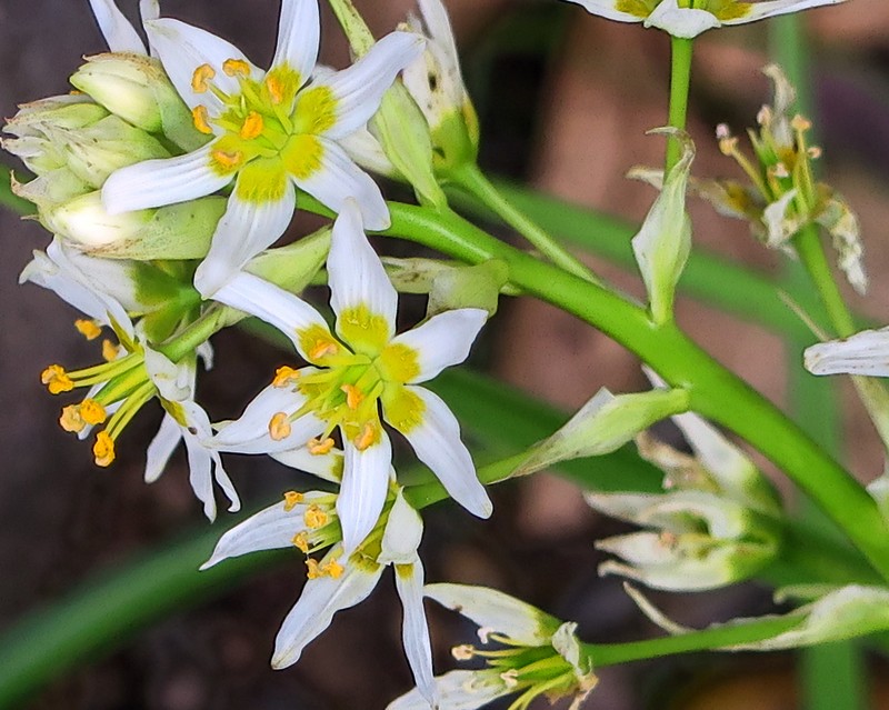 Fremont's Deathcamas photo 3