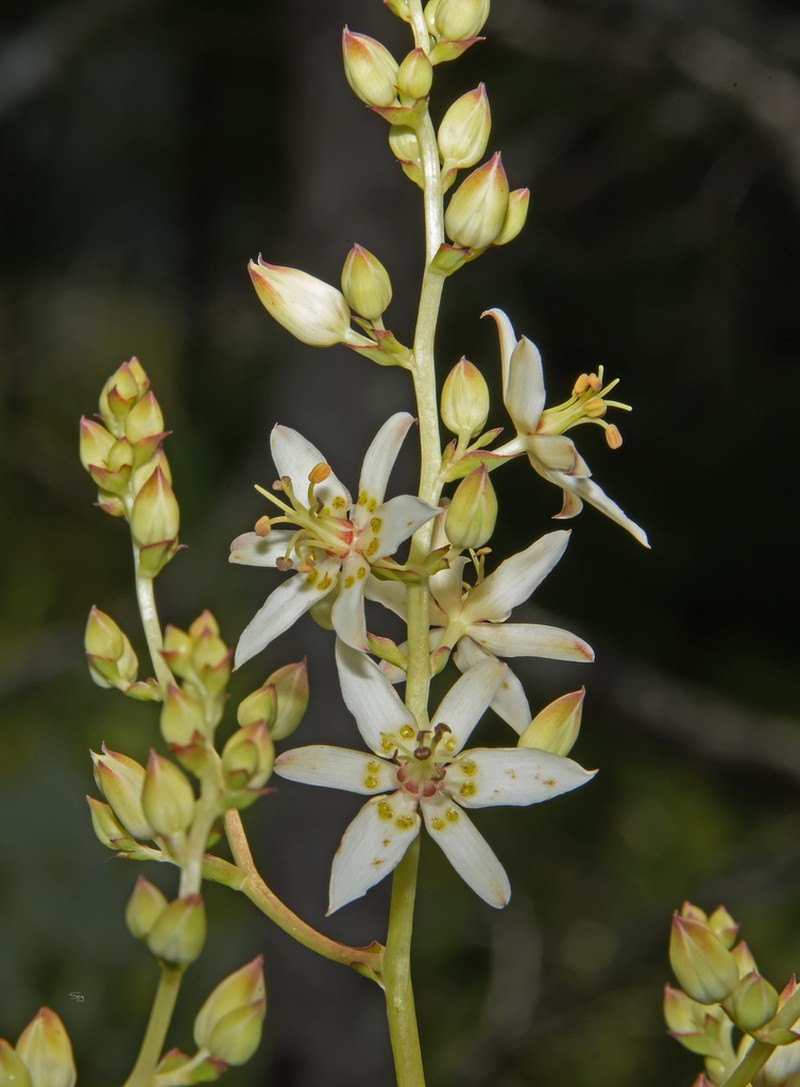 Sandbog Deathcamas photo 2