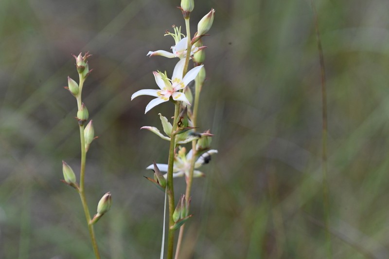 Sandbog Deathcamas photo 3