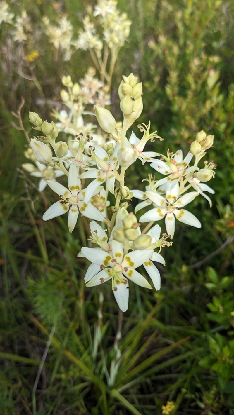 Sandbog Deathcamas photo 4