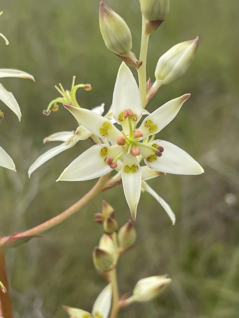 Sandbog Deathcamas photo 5