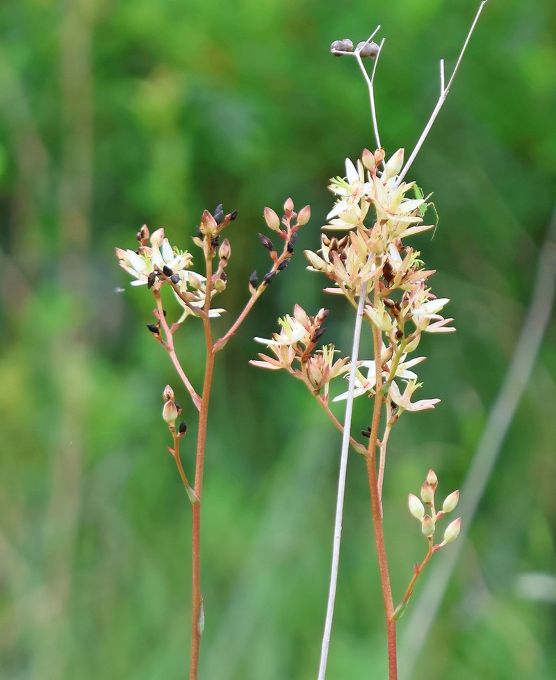 Sandbog Deathcamas photo 6