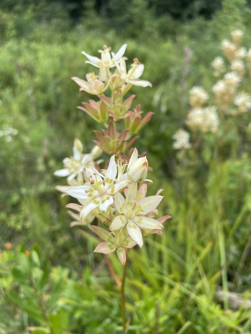 Sandbog Deathcamas photo 7