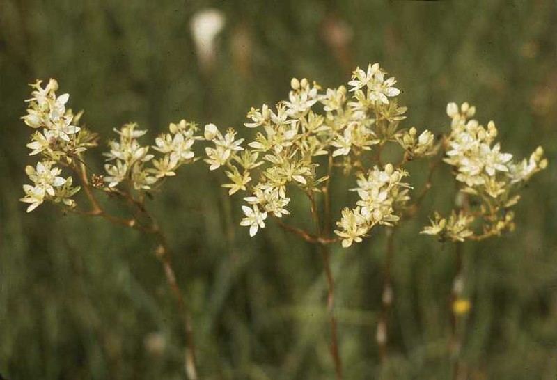 Sandbog Deathcamas