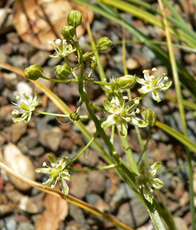 Smallflower Deathcamas