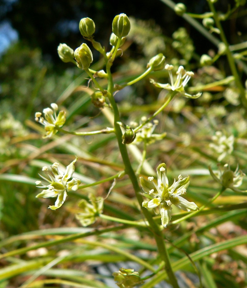 Smallflower Deathcamas photo 2