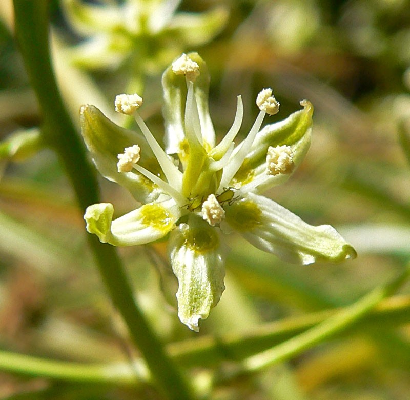 Smallflower Deathcamas photo 3