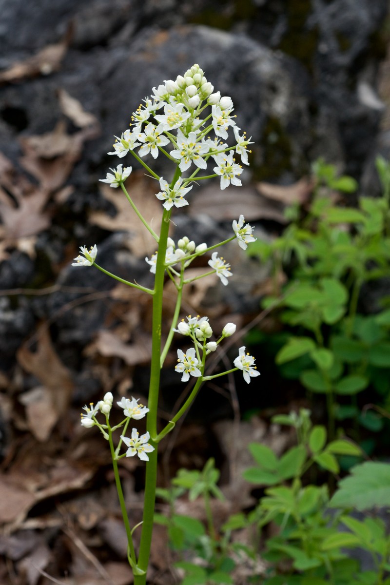 Nuttall's Deathcamas