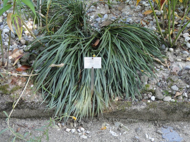Nuttall's Deathcamas photo 3