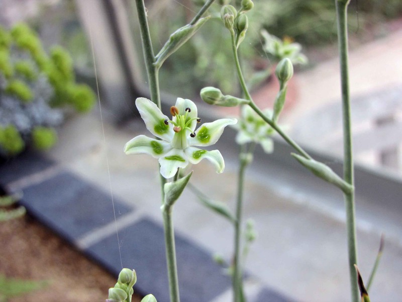 Nuttall's Deathcamas photo 2
