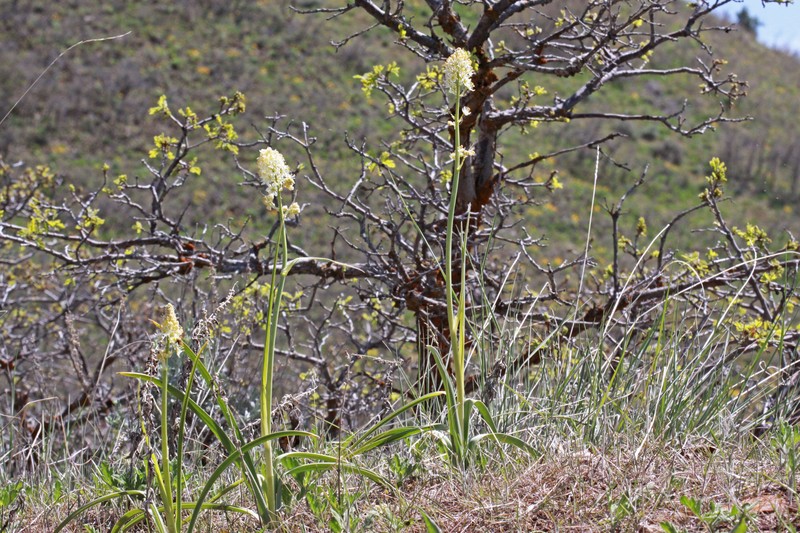 Foothill Deathcamas photo 2