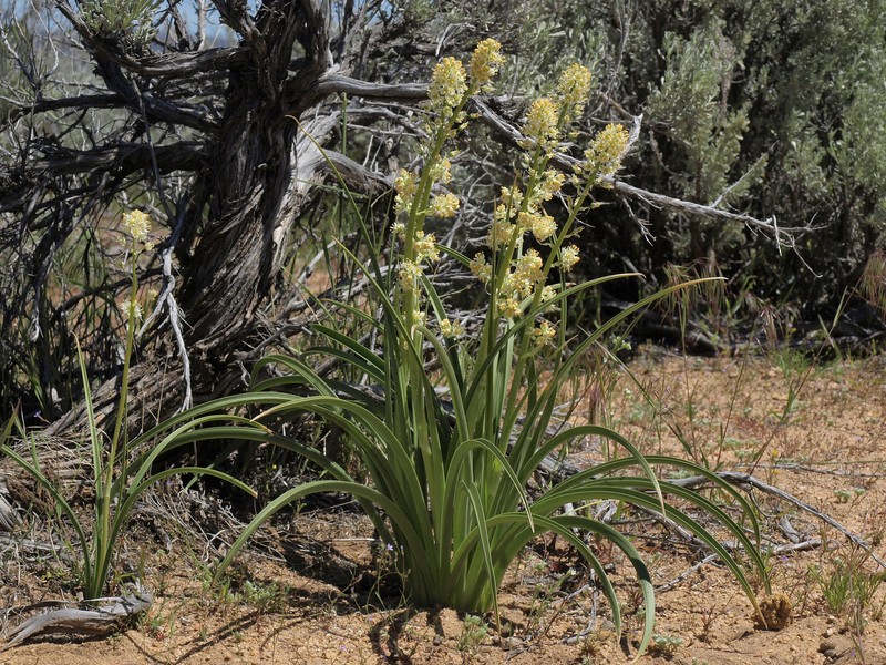 Foothill Deathcamas photo 3