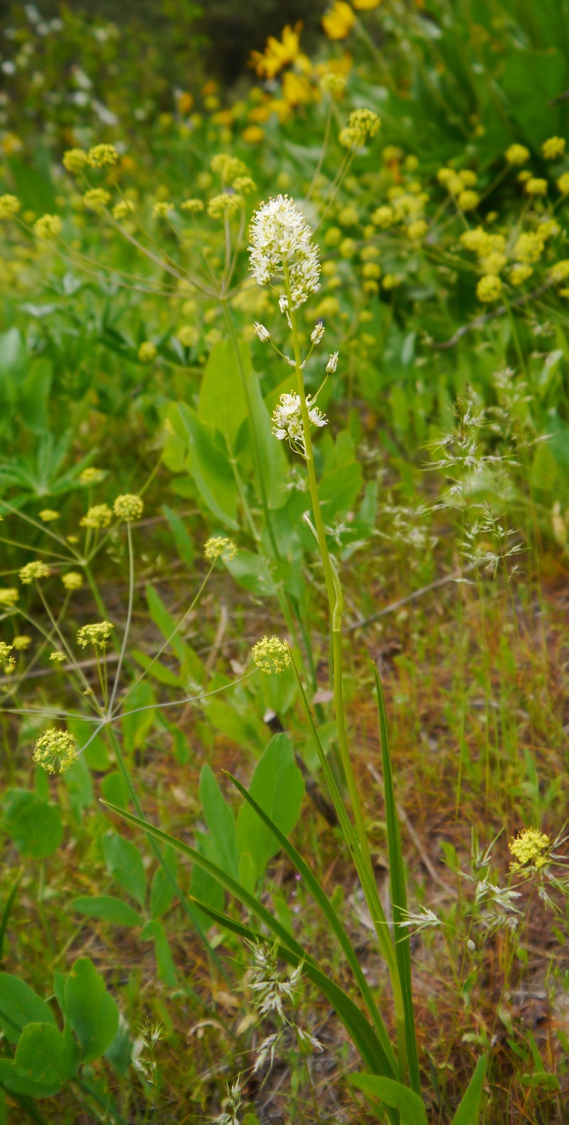 Foothill Deathcamas photo 4