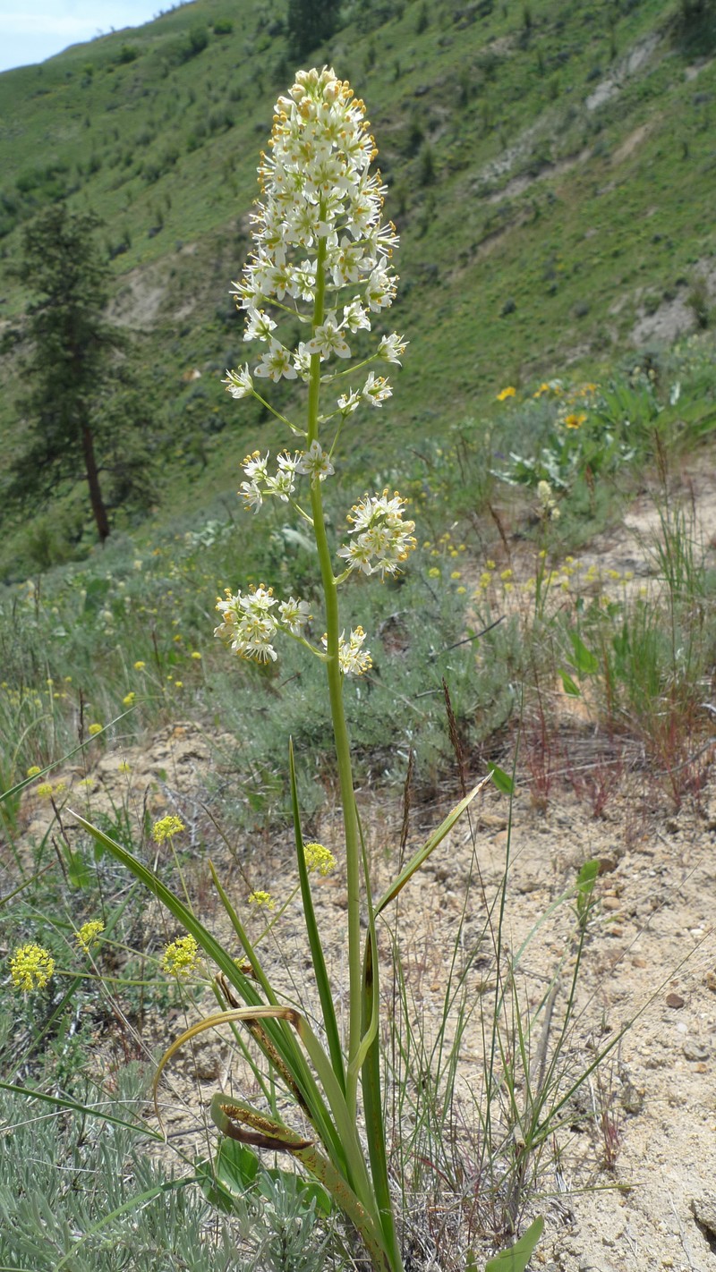 Foothill Deathcamas photo 5