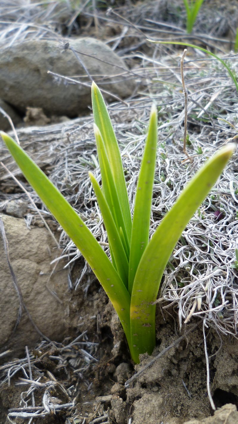 Foothill Deathcamas photo 7