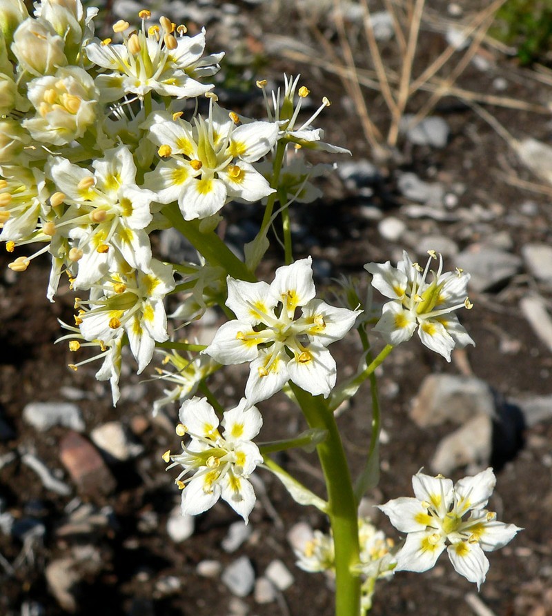 Foothill Deathcamas photo 6