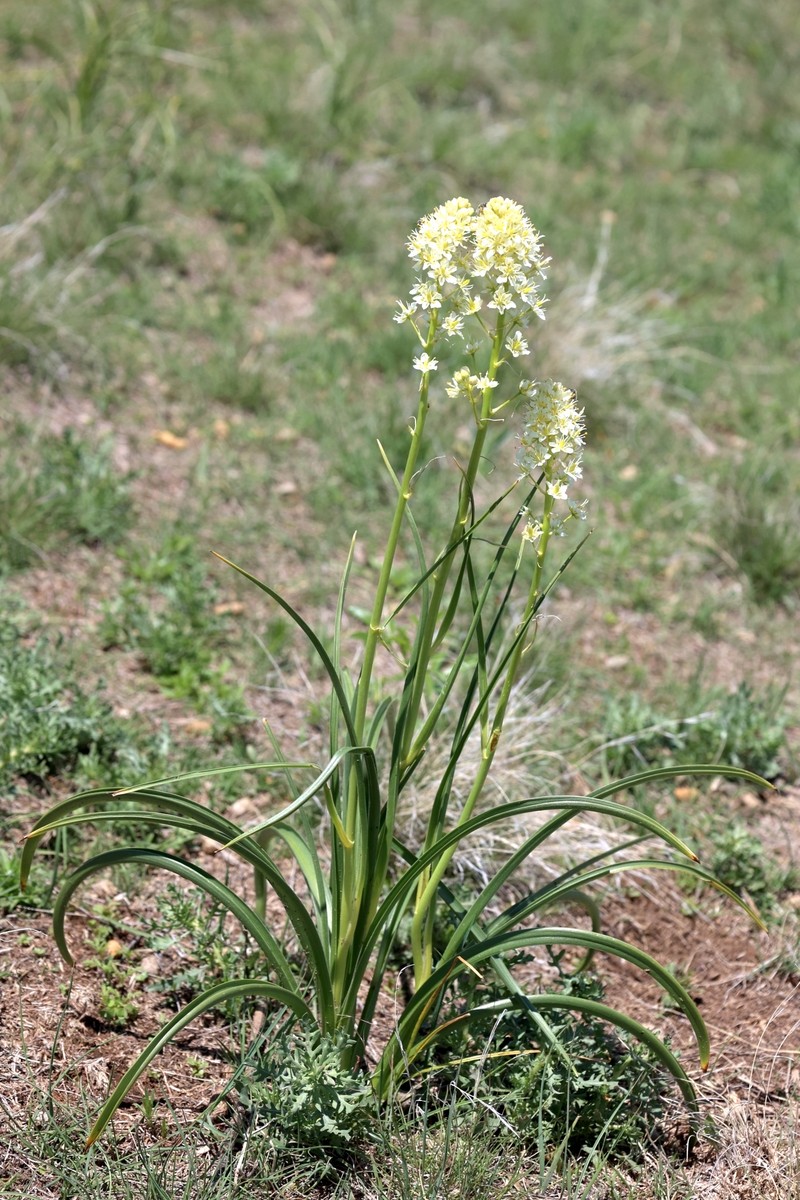 Meadow Deathcamas