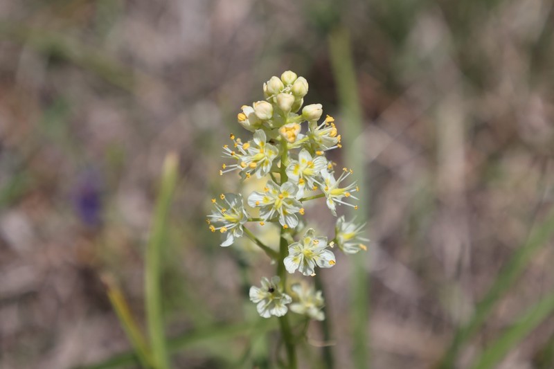Meadow Deathcamas photo 2
