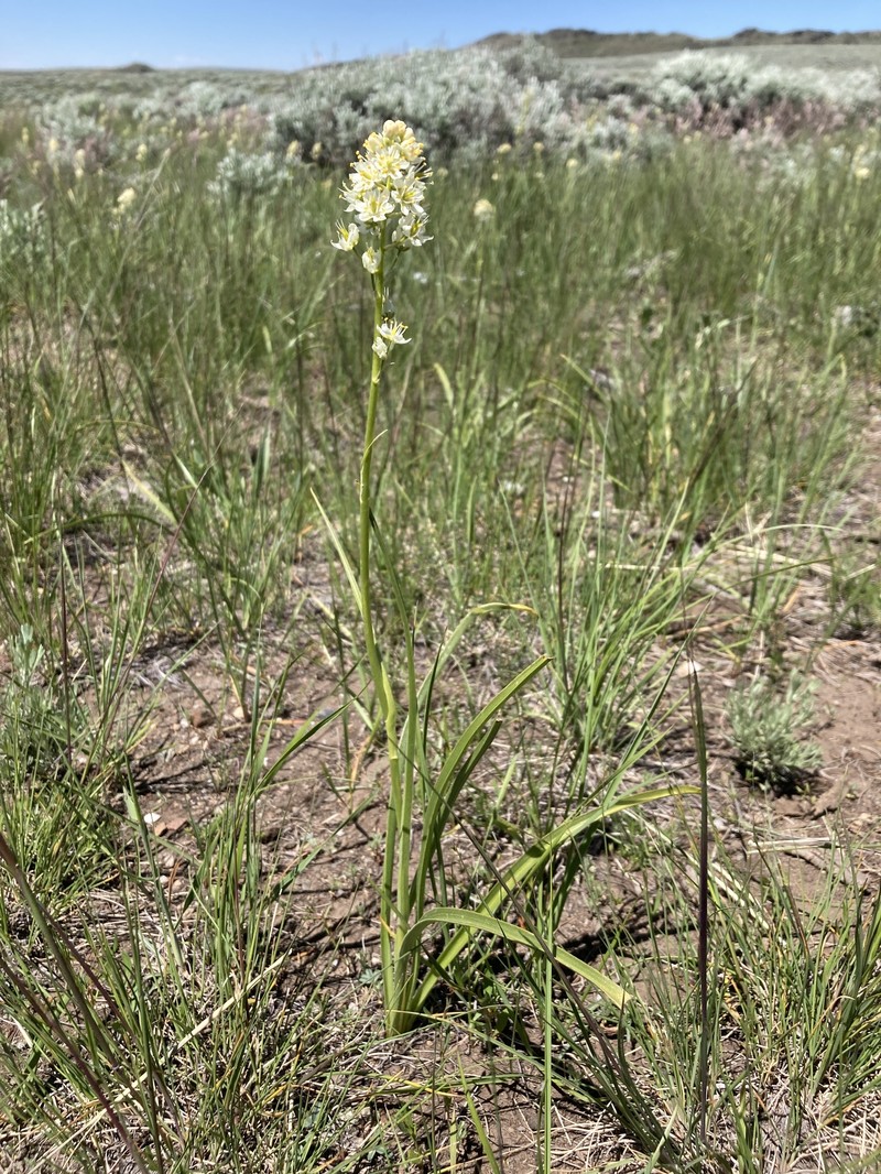Meadow Deathcamas photo 3
