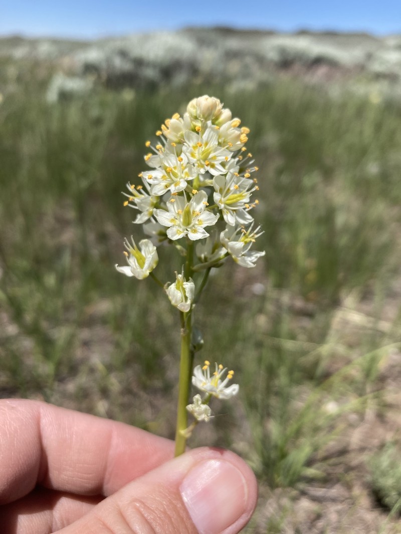 Meadow Deathcamas photo 4