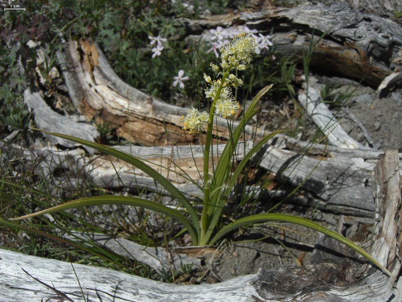 Meadow Deathcamas photo 5