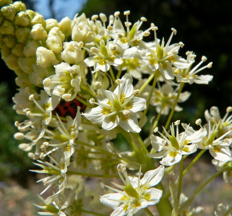 Meadow Deathcamas photo 6