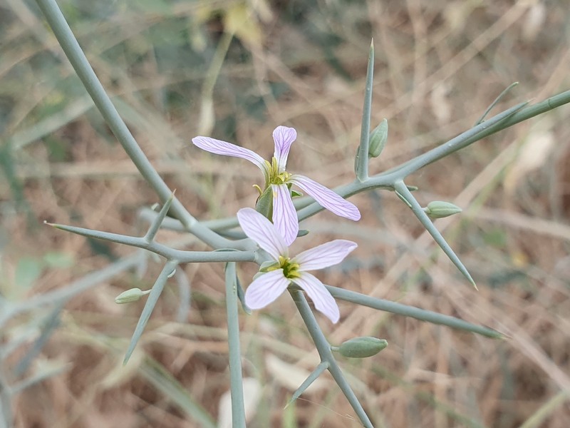 Zilla spinosa subsp. costata