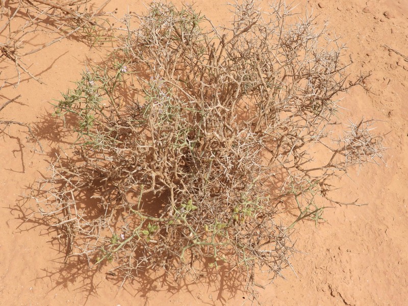 Zilla spinosa subsp. costata photo 2