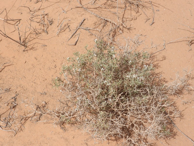 Zilla spinosa subsp. costata photo 3