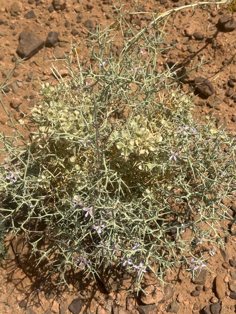 Zilla spinosa subsp. macroptera