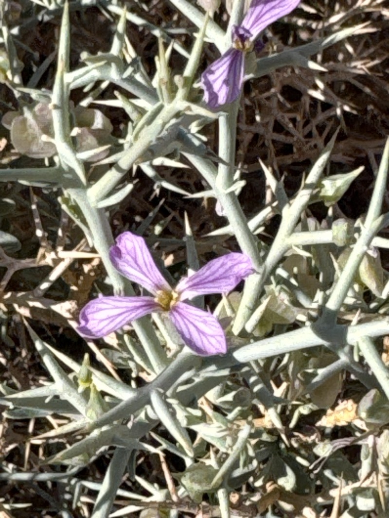 Zilla spinosa subsp. macroptera photo 2